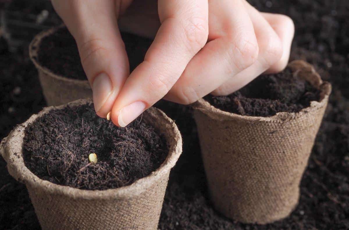 Sowing seeds on the surface of soil