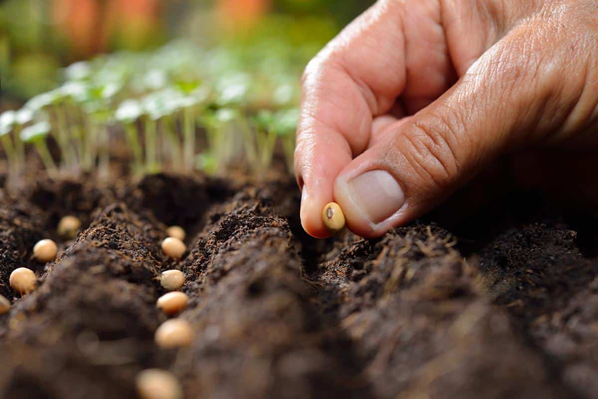 A gardener planting a pea seed