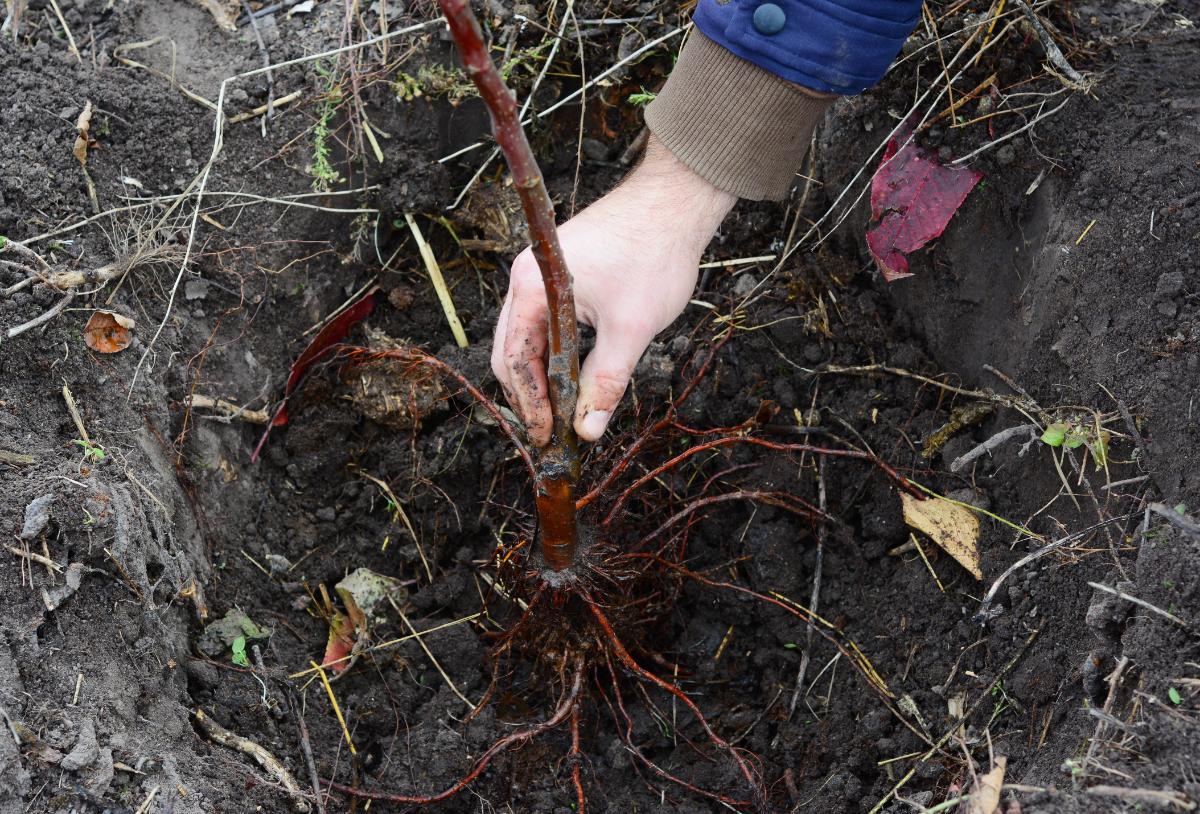 Planting bare root bushes in March