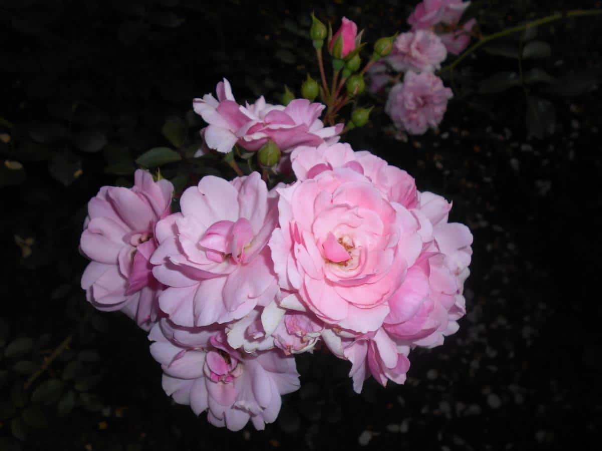 Bonica Rose Variety