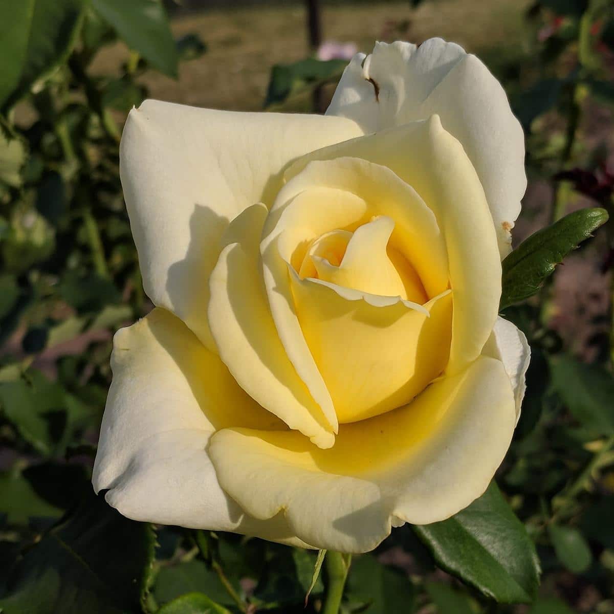 Yellow Elina Rose
