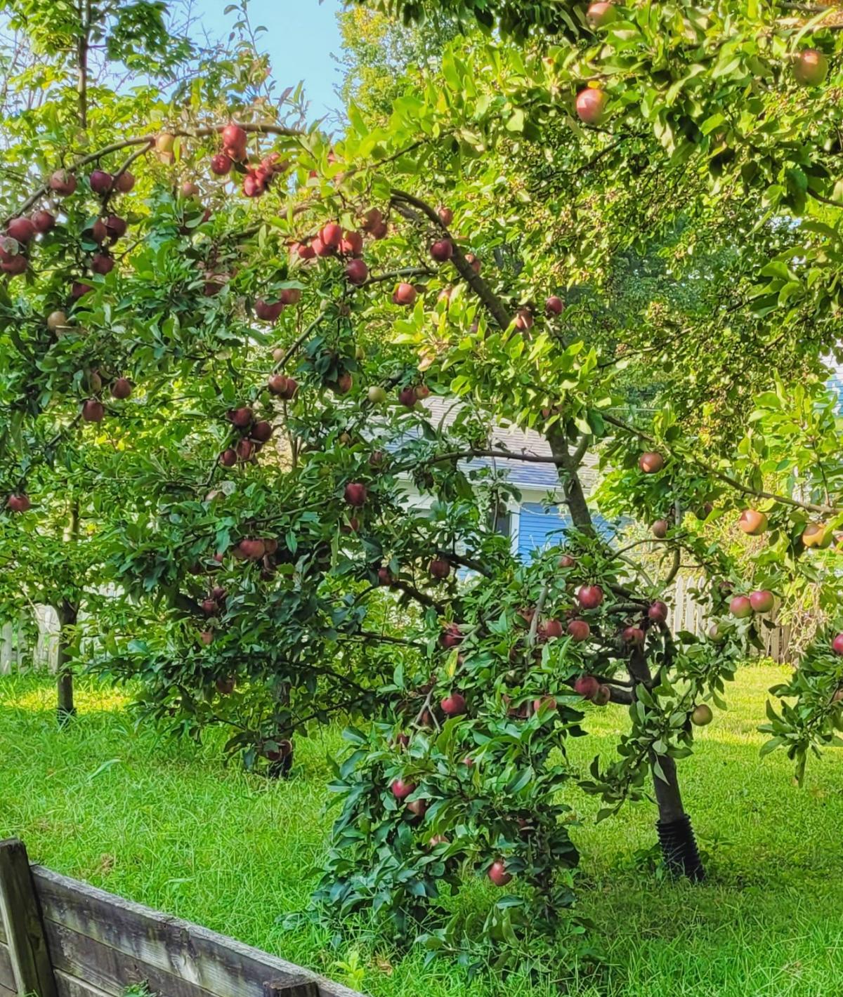 Semi-dwarf apple tree