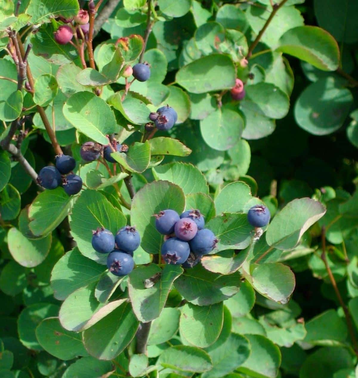 Blue edible serviceberries