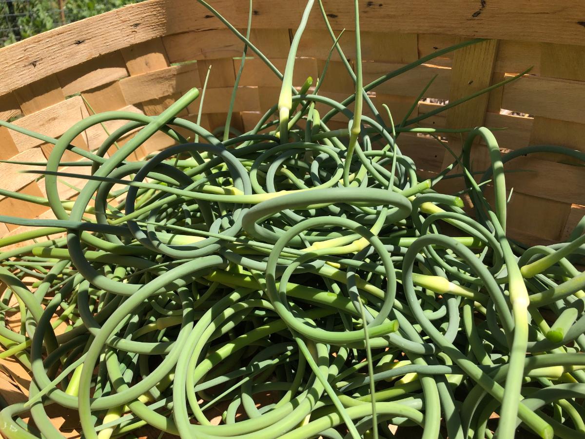 A harvest of spring Garlic scapes