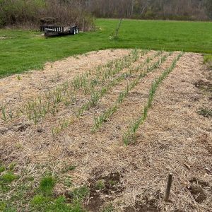 A backyard field with sprouting garlic plants in the spring.