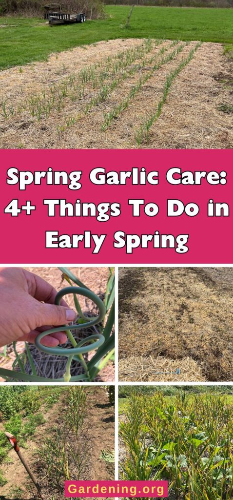 Spring Garlic Care: 4+ Things To Do in Early Spring pinterest image.
