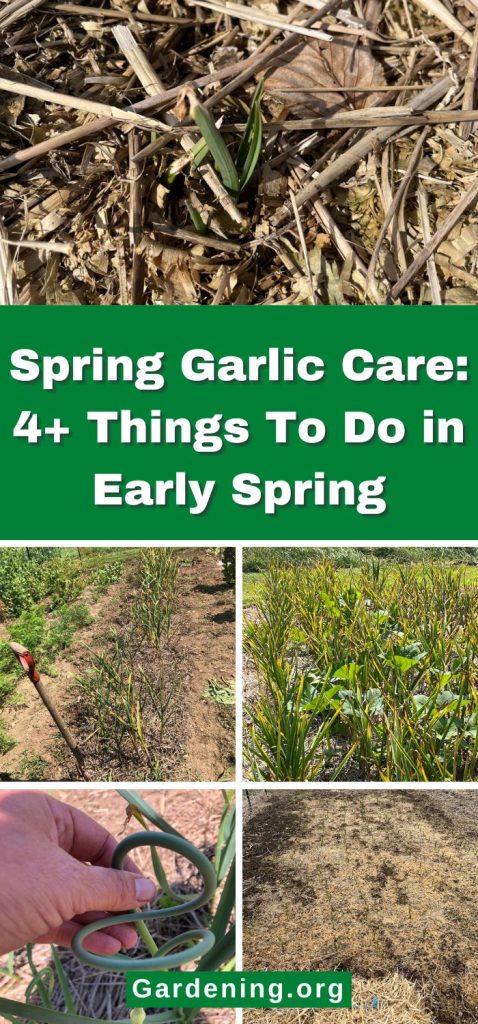Spring Garlic Care: 4+ Things To Do in Early Spring pinterest image.