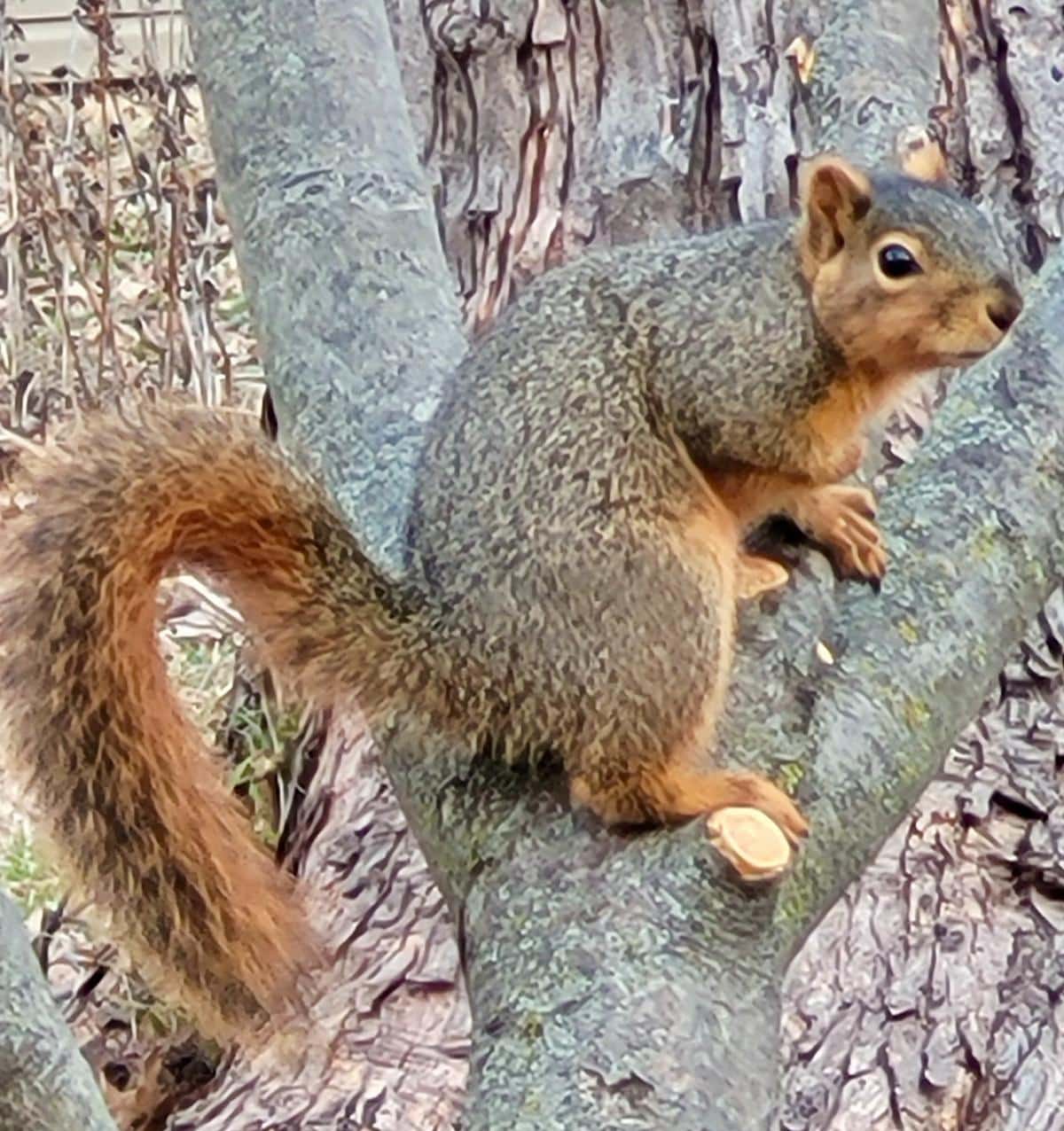 A squirrel in an apple tree