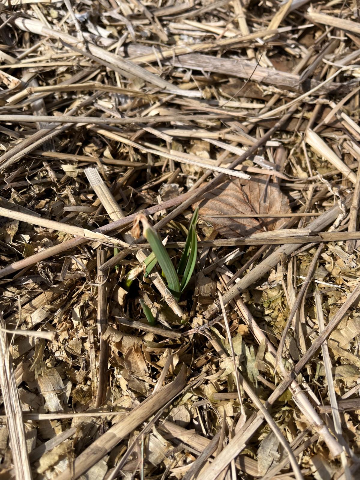 New garlic shooting up in spring