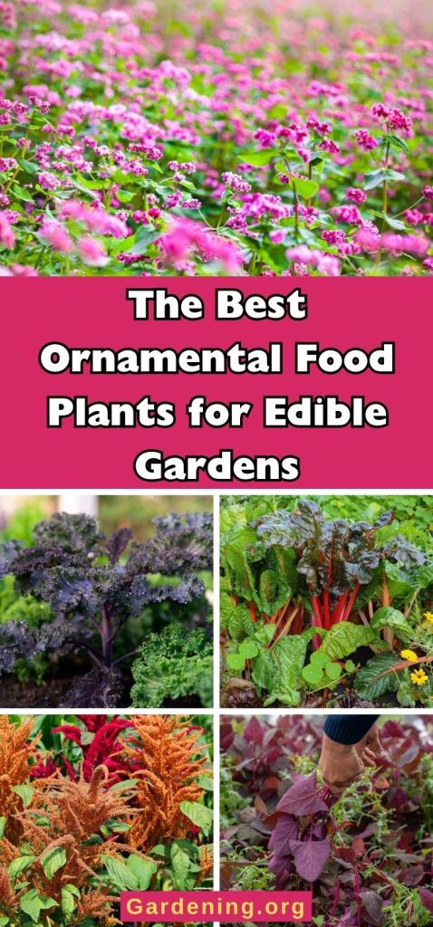 The Best Ornamental Food Plants for Edible Gardens pinterest image.