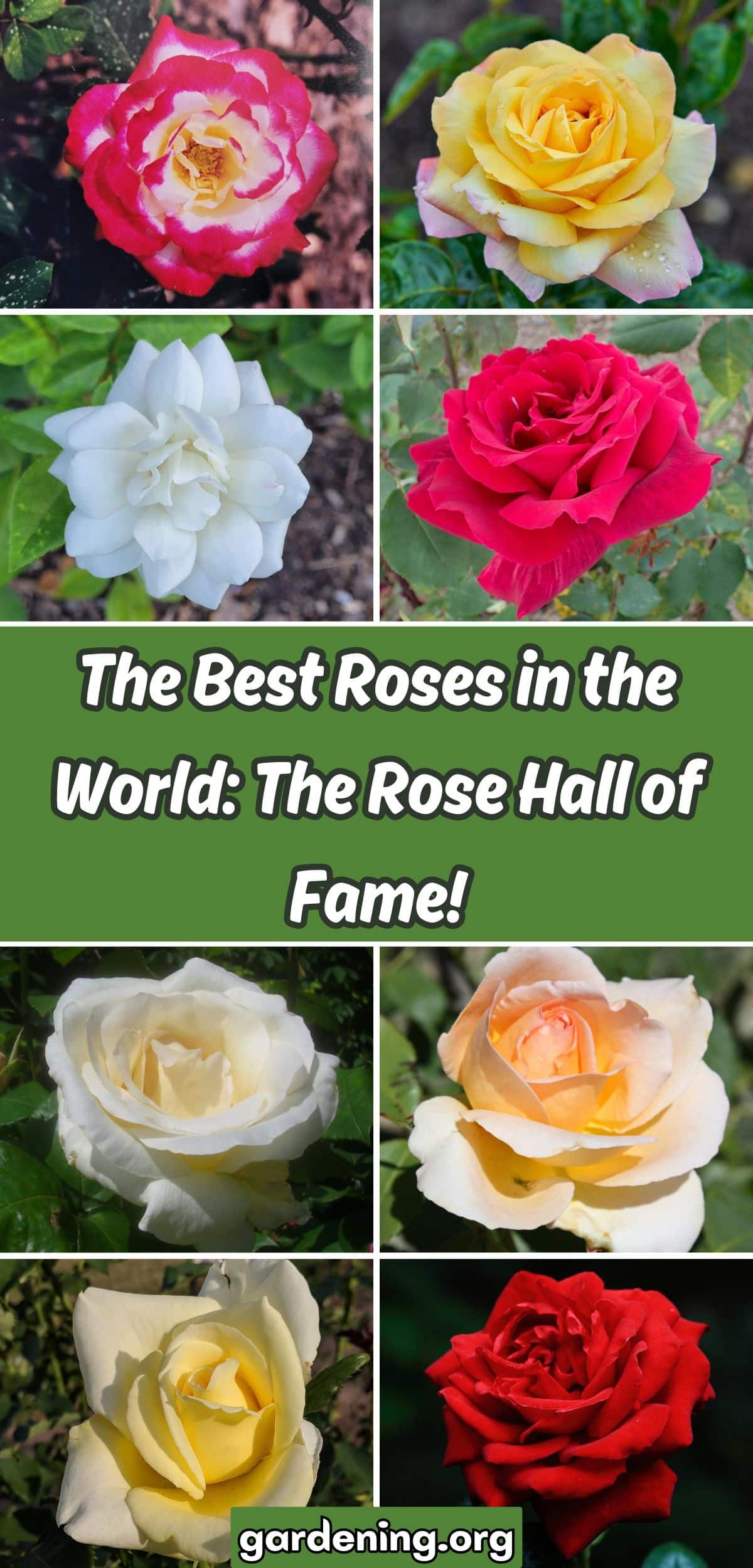 The Best Roses in the World: The Rose Hall of Fame! collage.