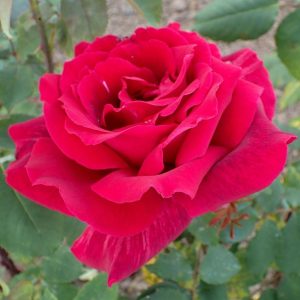 The ‘Papa Meilland’ rose.