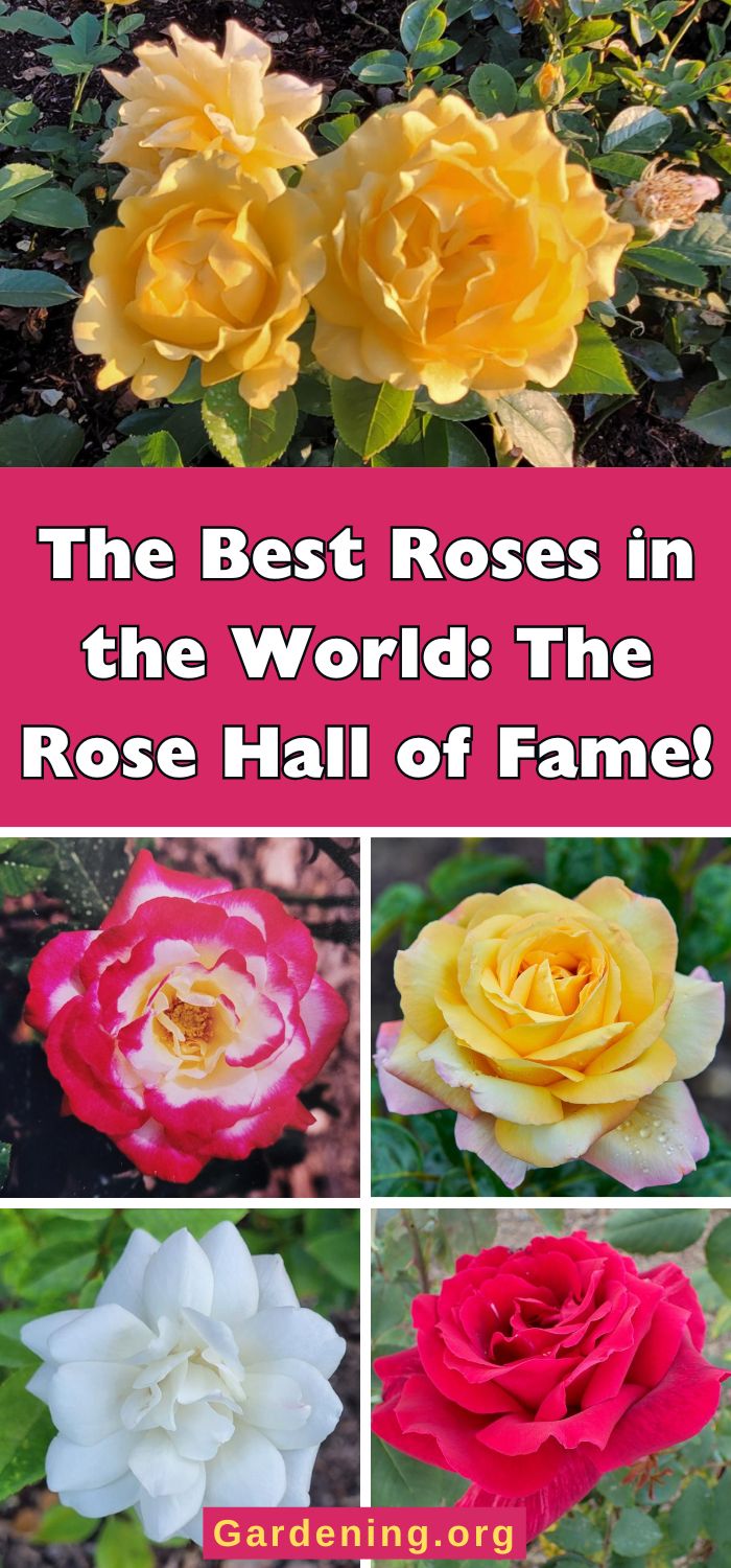 Bestb Roses The 18 Best Roses in the World: The Rose Hall of Fame! - Gardening