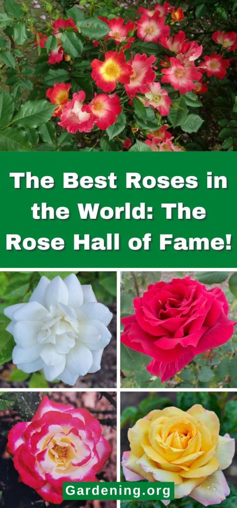 The Best Roses in the World: The Rose Hall of Fame! pinterest image.