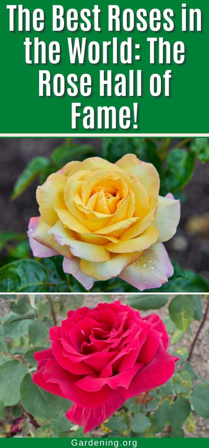 Bestb Roses The 18 Best Roses in the World: The Rose Hall of Fame! - Gardening