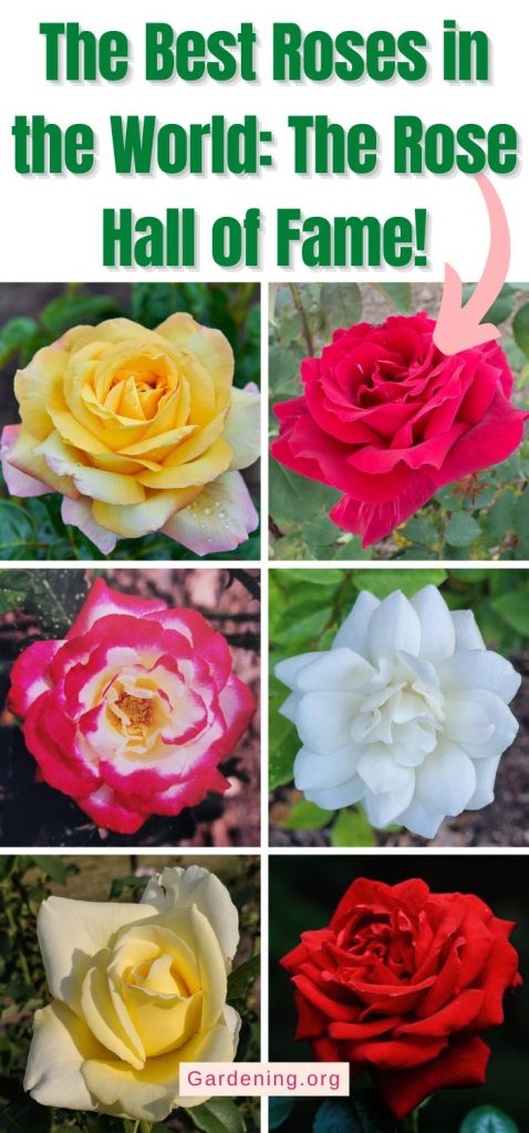 The Best Roses in the World: The Rose Hall of Fame! pinterest image.