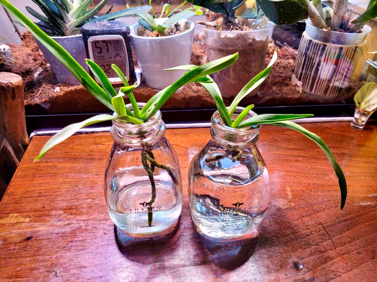 Vanda orchids growing in jars