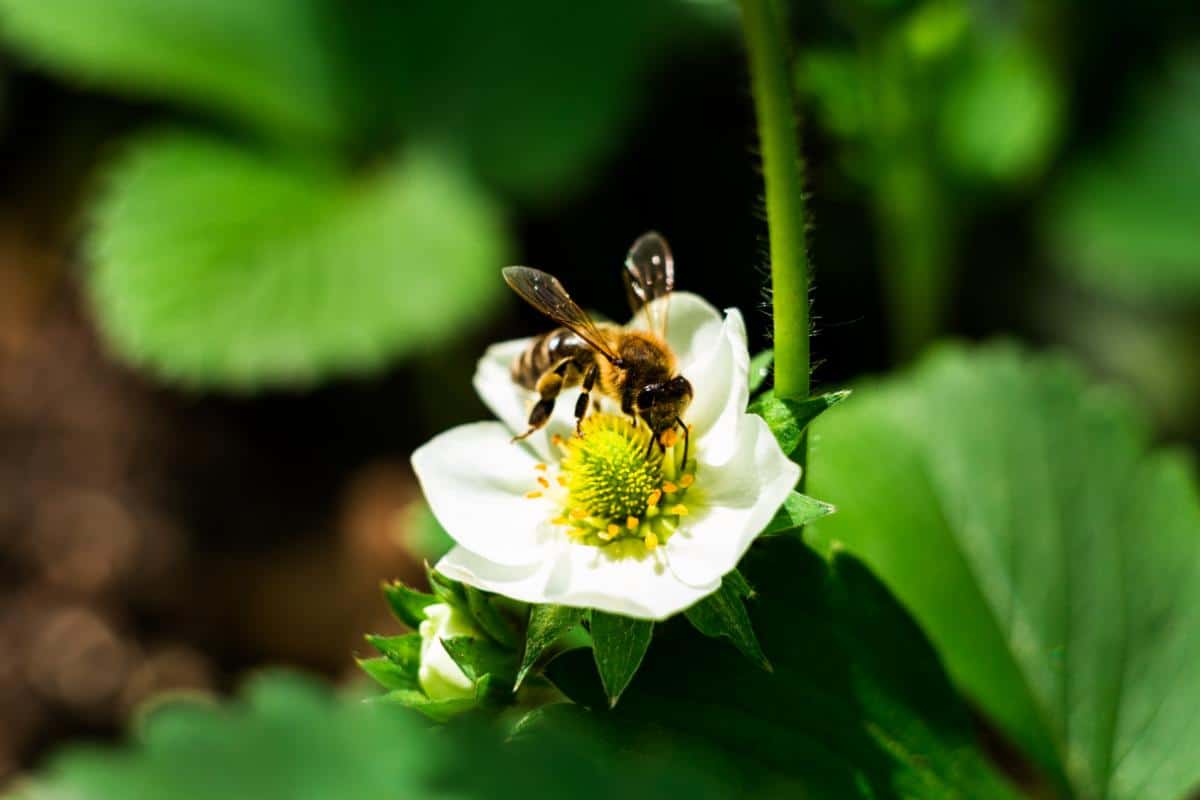 Honeybee on a strawberry plant
