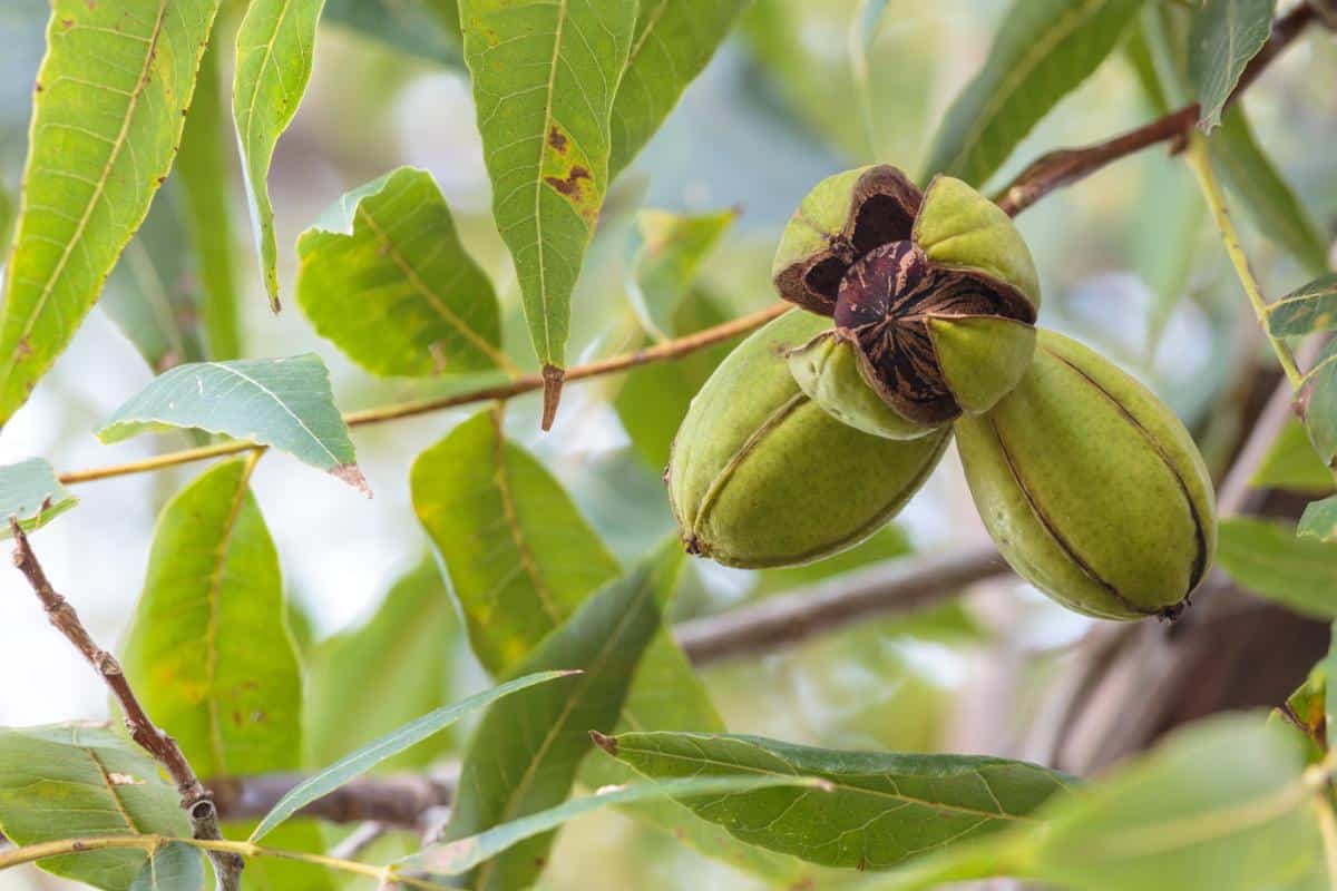Ripening pecans in a tree