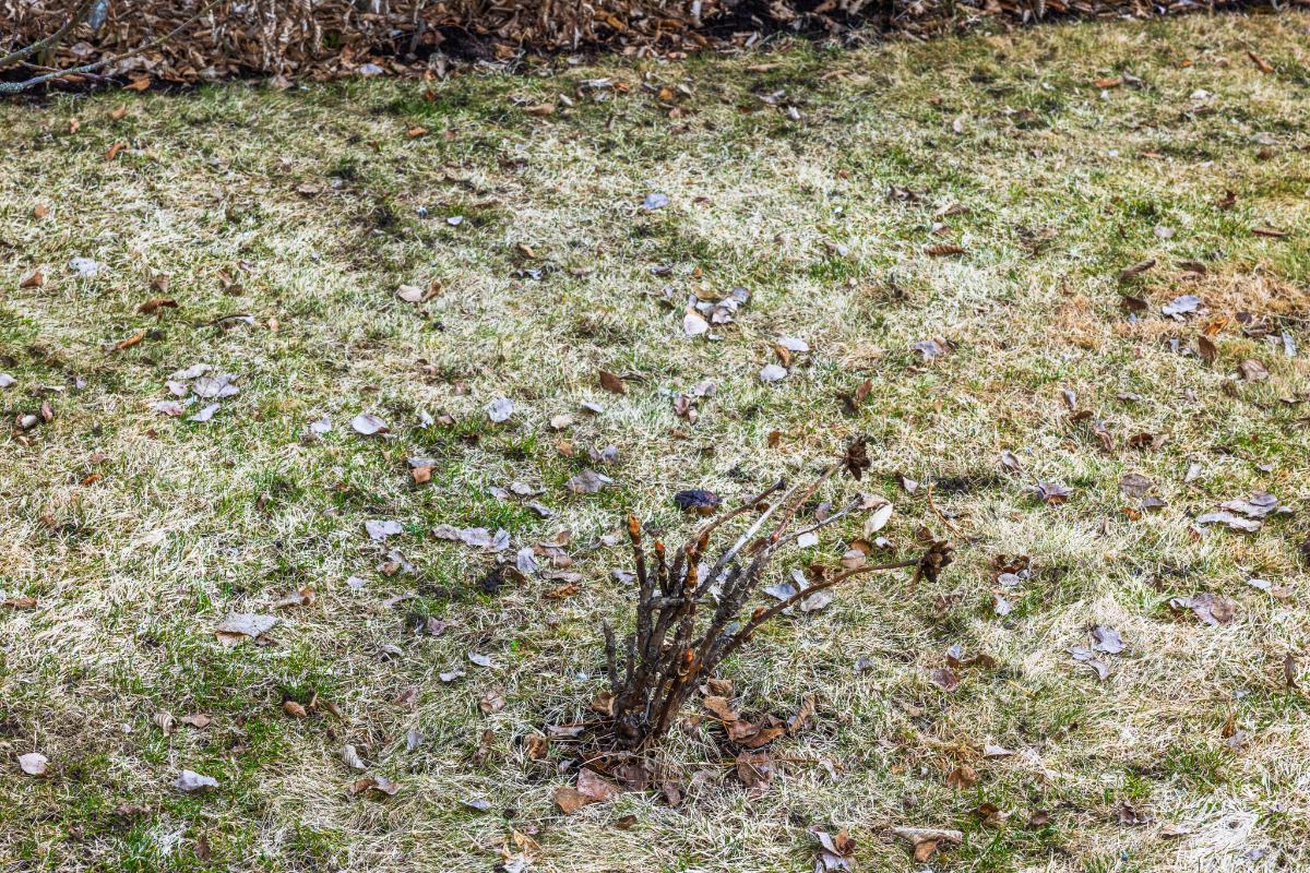 Frost on spring ground
