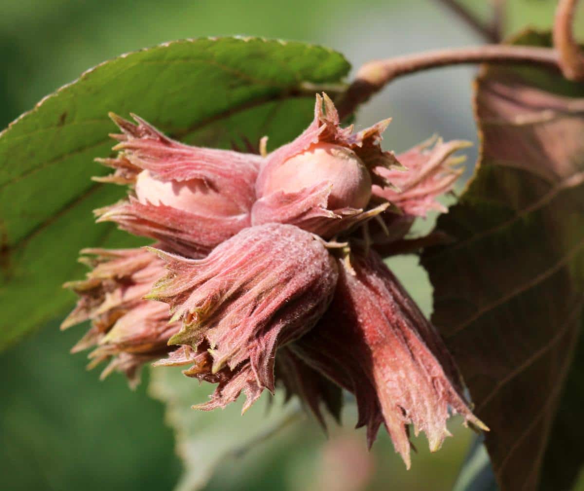 Hazelnuts on the tree