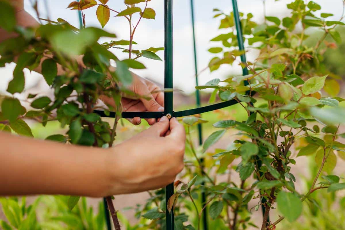 Using a cage to support a perennial plant