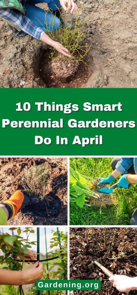 10 Things Smart Perennial Gardeners Do In April pinterest image.
