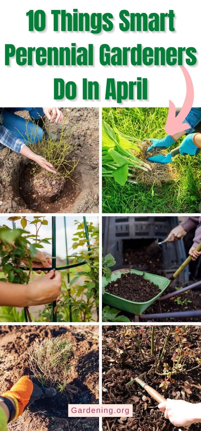 10 Things Smart Perennial Gardeners Do In April - Gardening