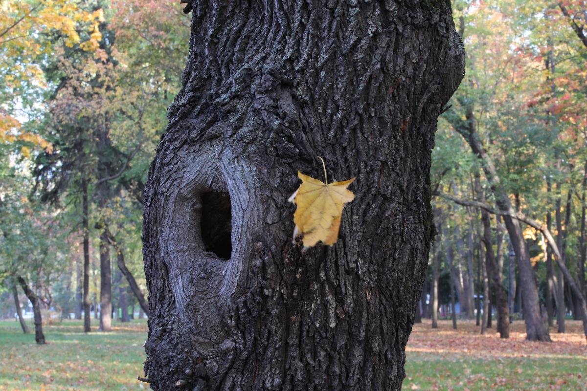 A cavity in a tree for a bird