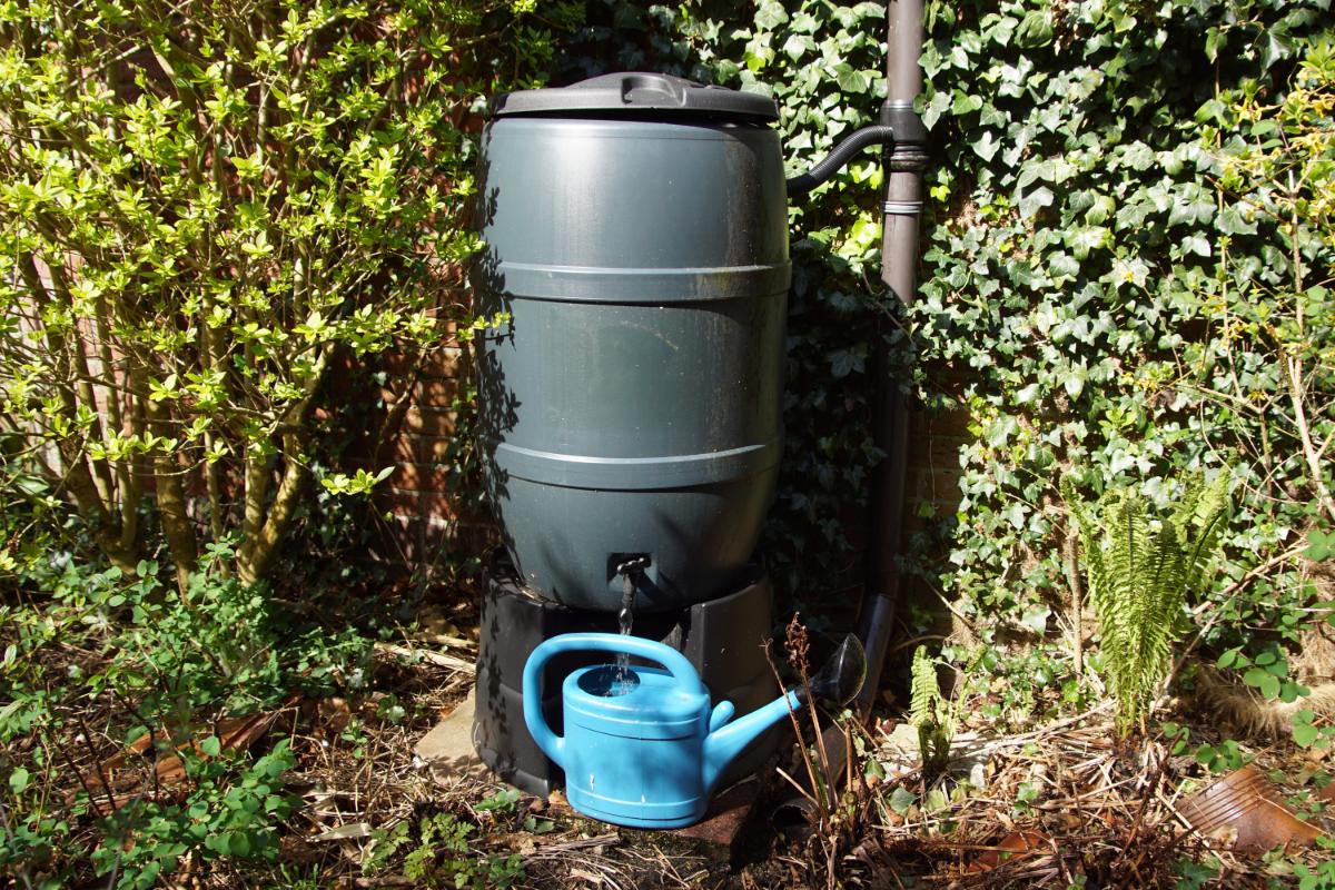 Getting water from a rain barrel for perennials