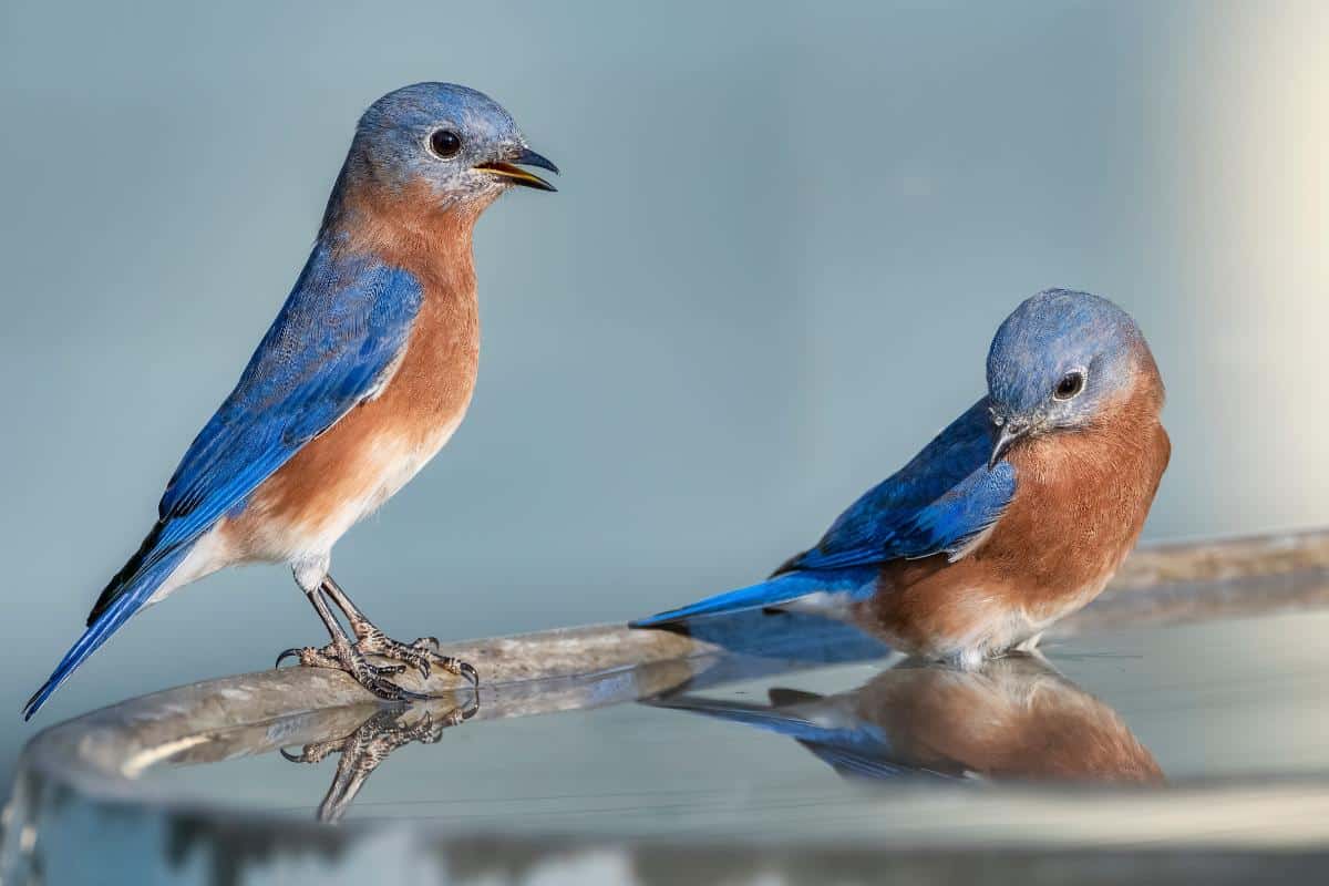 Bluebirds at a bird bath