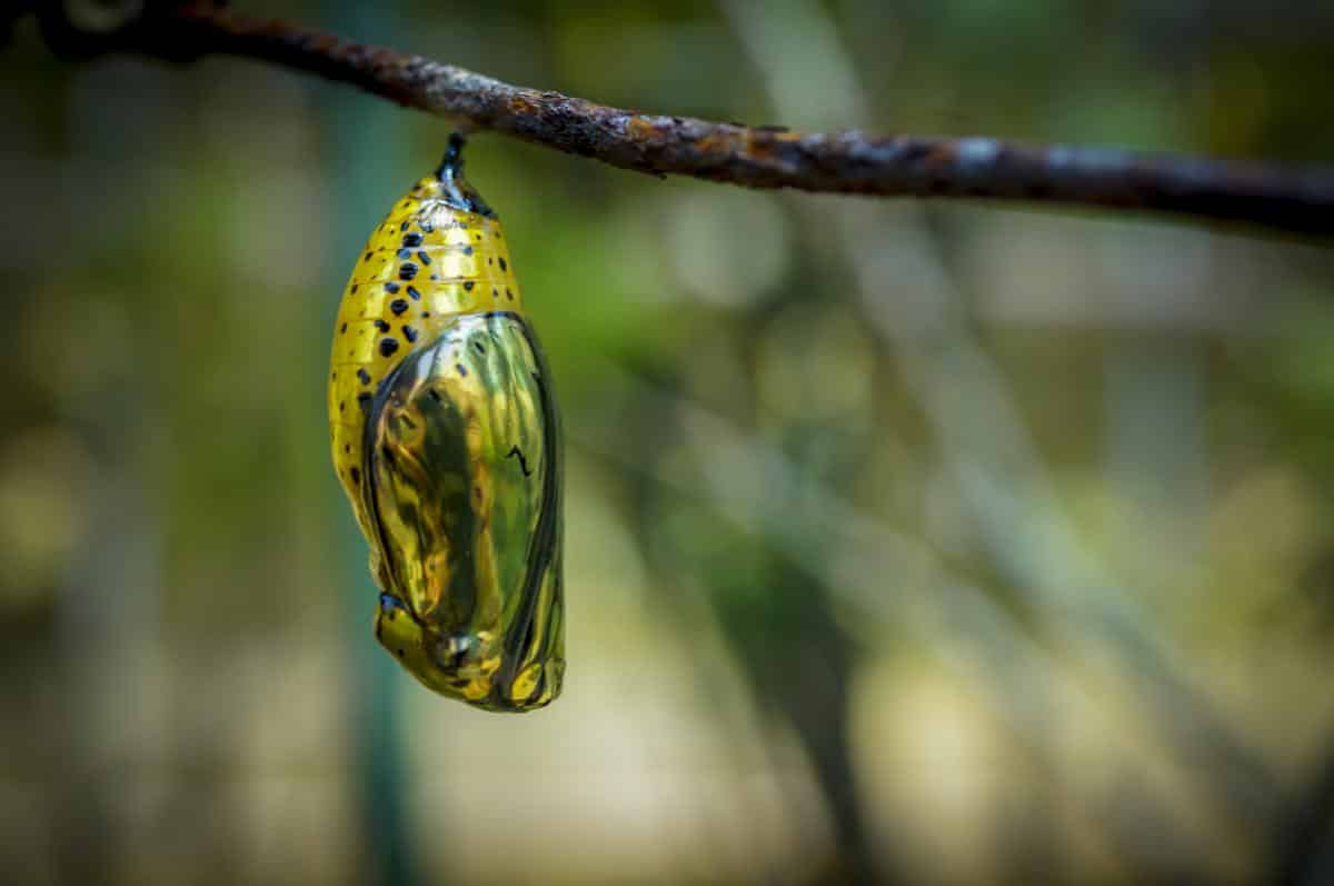 A chrysalis hanging on a branch