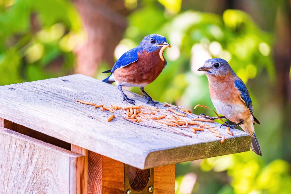 Bluebirds eating mealy worms