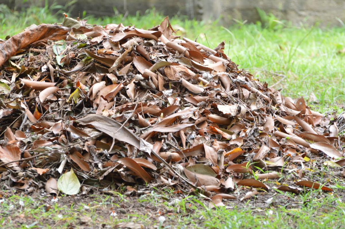 Leaves left in a pile for insects to emerge in spring
