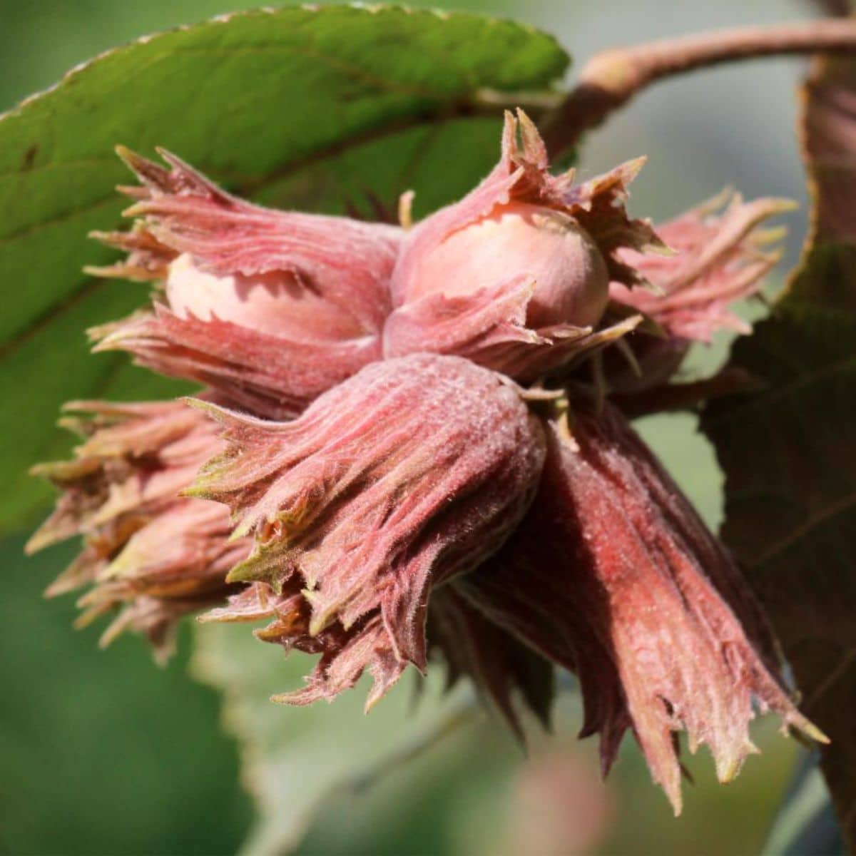 Hazelnuts hanging on a branch.
