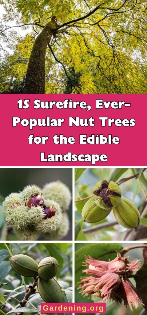 15 Surefire, Ever-Popular Nut Trees for the Edible Landscape pinterest image.