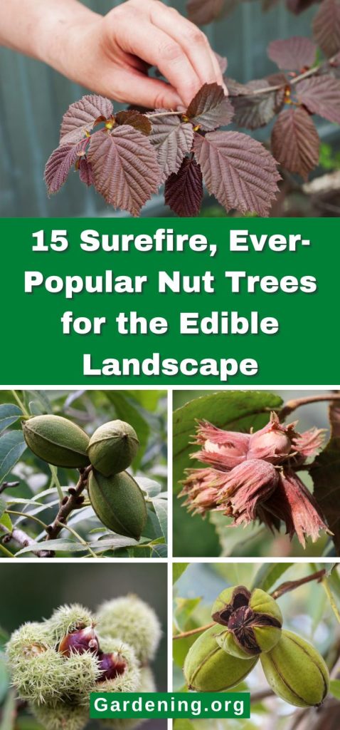 15 Surefire, Ever-Popular Nut Trees for the Edible Landscape pinterest image.