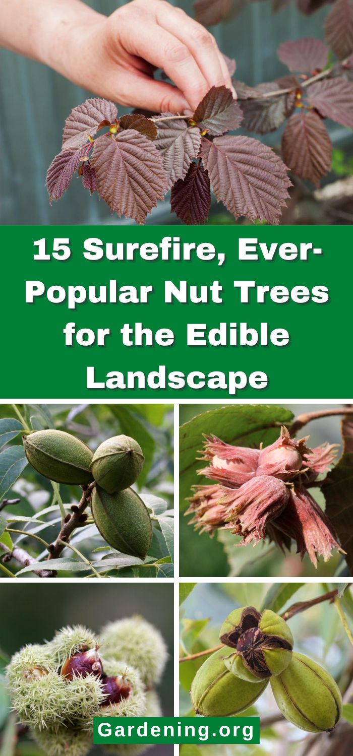 15 Surefire, Ever-Popular Nut Trees for the Edible Landscape - Gardening