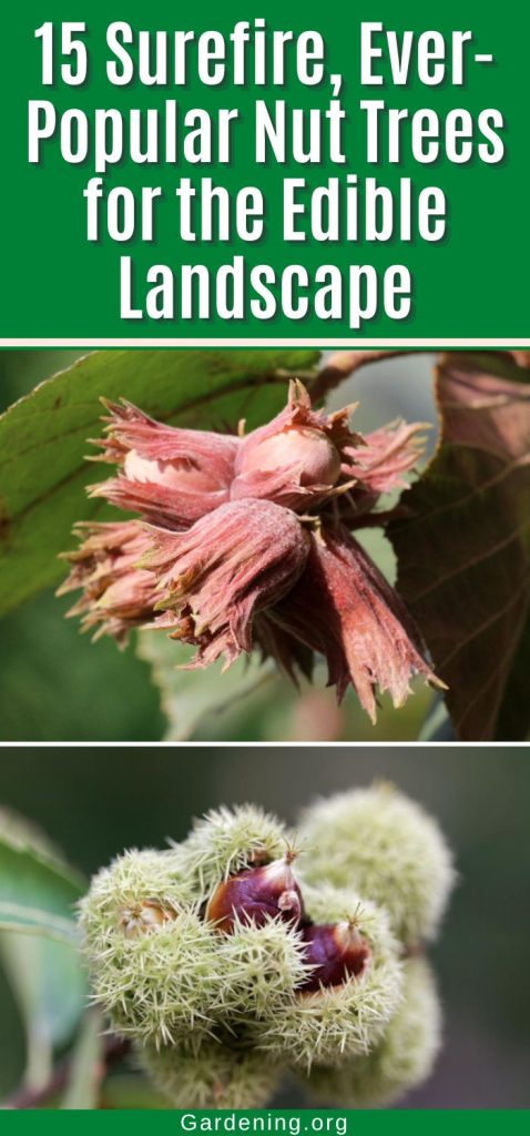 15 Surefire, Ever-Popular Nut Trees for the Edible Landscape pinterest image.