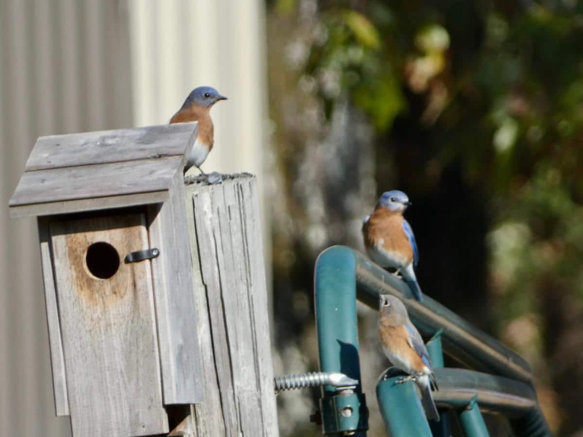 Bluebirds at a house on a fence line
