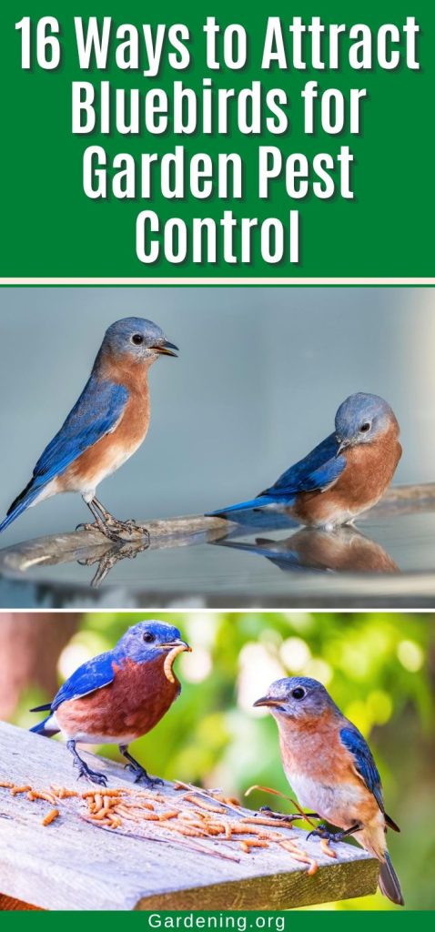 16 Ways to Attract Bluebirds for Garden Pest Control pinterest image.