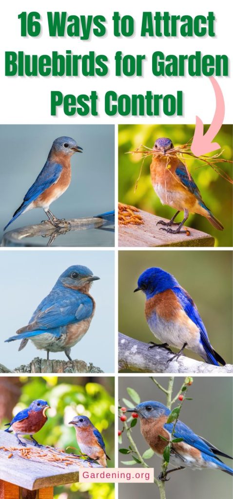 16 Ways to Attract Bluebirds for Garden Pest Control pinterest image.