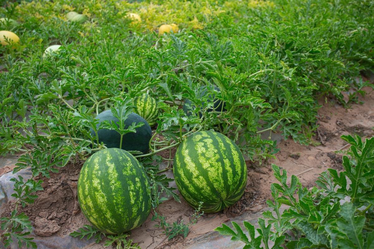 Melons on the vine