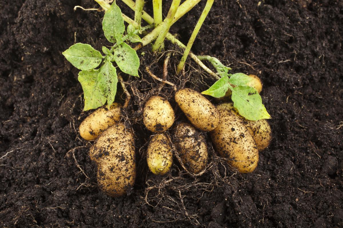 Potatoes dug from the ground