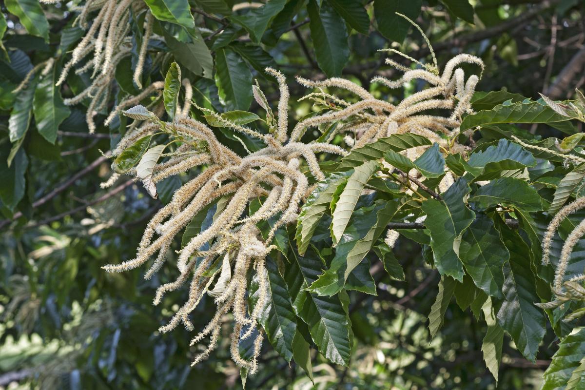 Long flowers on the American Chestnut