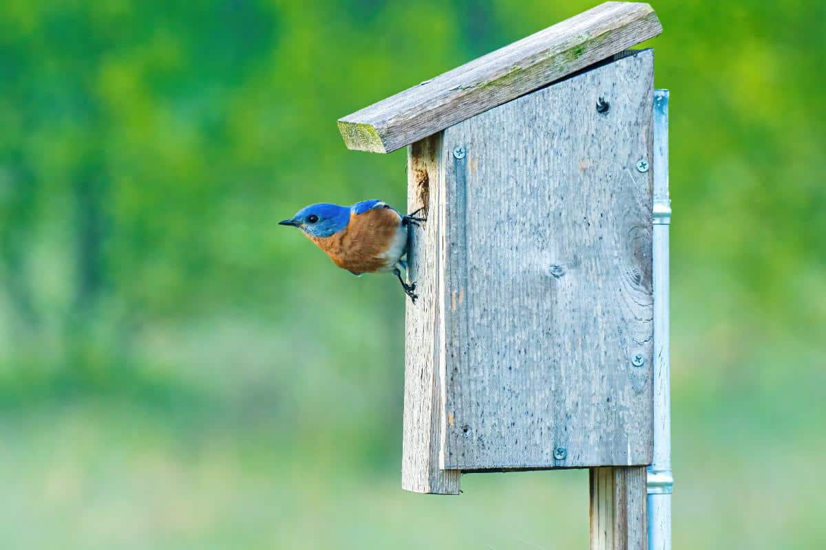 A bluebird house mounted on a pole