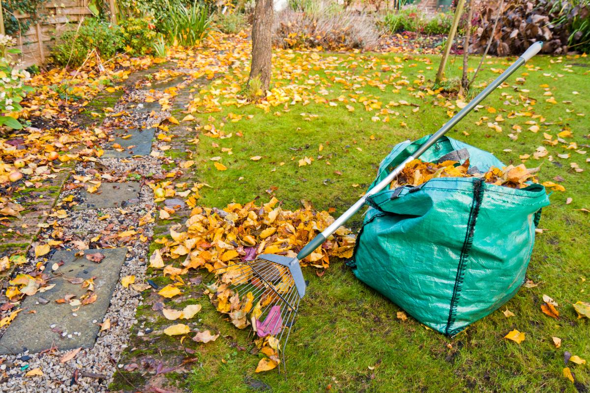 A leaf rake and bag of leaves