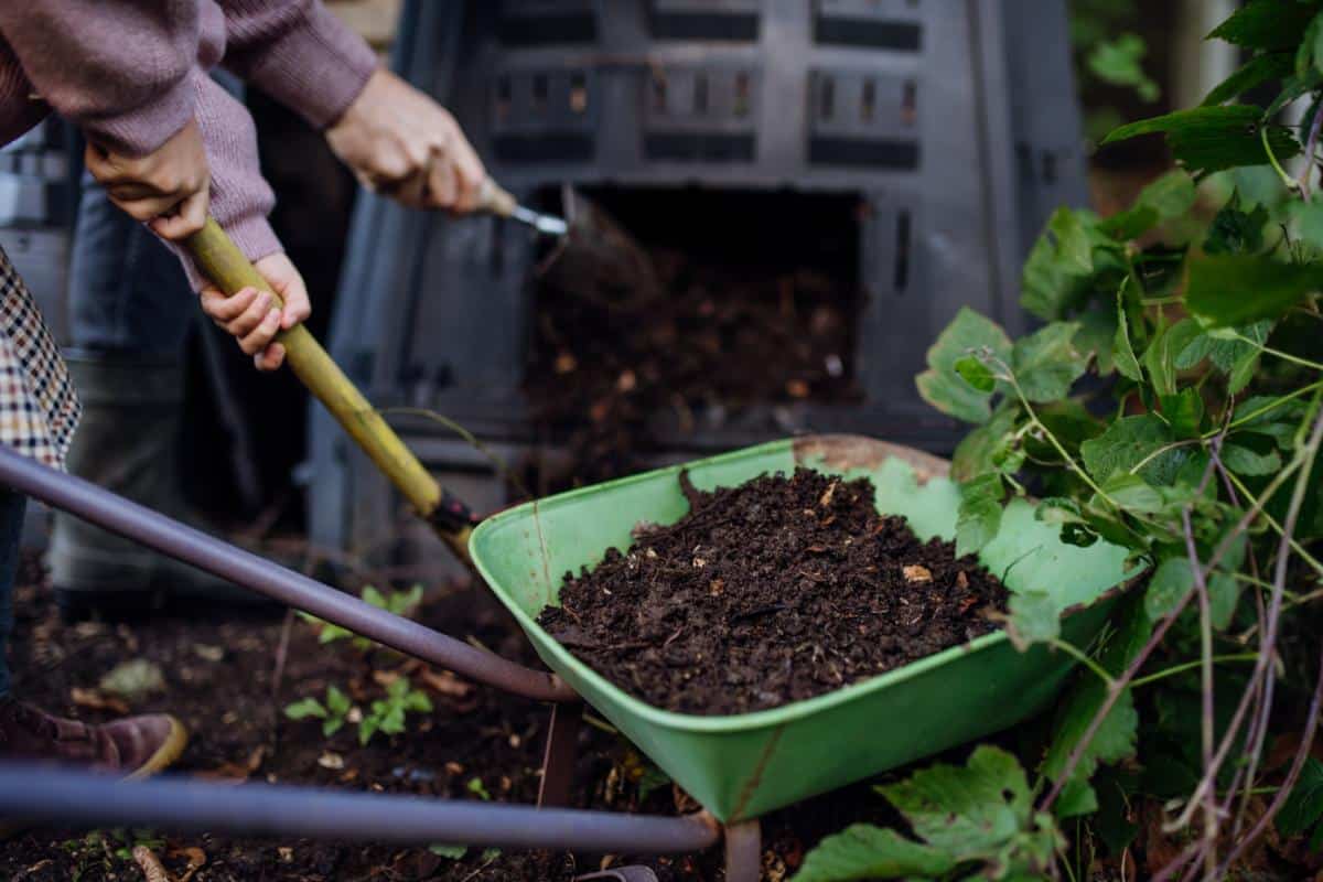 Adding compost to spring perennial beds
