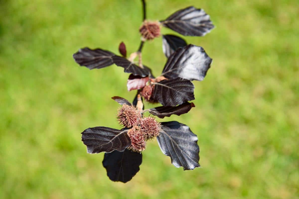 Purple leaved beech tree with nuts
