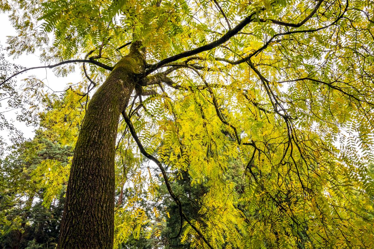 Black Walnut tree